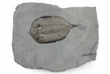 Dalmanites Trilobite Fossil - New York #357149-1